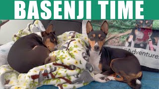 Basenji Time [upl. by Norvall]