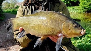 tench fishing early morning on the lift method [upl. by Trici]