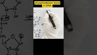 Phosphodiester BondsHow Do Nucleotides Join Together dna structureofdnashorts youtubeshorts [upl. by Jestude530]