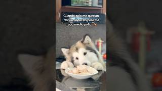 Ela se roba el pollo 😱 perros alaskanmalamute dog malamute [upl. by Berfield]