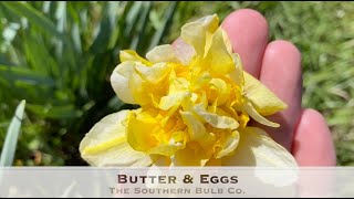 Butter amp Eggs [upl. by Kassie827]