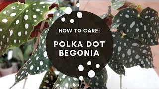 HOW TO CARE BEGONIA MACULATA WIGHTII [upl. by Chamkis952]