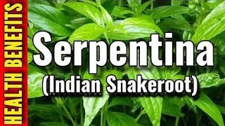 What are the Benefits of Serpentina plant healthytips growonyoutube herbalife herbalmedicine [upl. by Dressler]