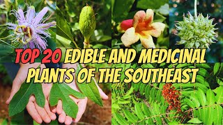 Top 20 Edible and Medicinal Plants of the Southeastern US [upl. by Isador377]