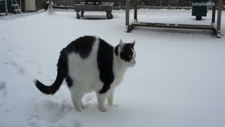 Cute Cats playing in the snow [upl. by Nollat]