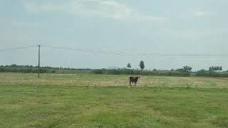 15 acre agricultural land sale nearby Chengalpattu 9003464527 [upl. by Arednaxela]