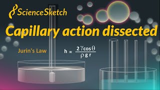 Capillary action dissected [upl. by Prebo970]