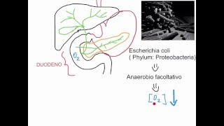 CORSO DI MICROBIOLOGIA ALIMENTARE  LEZIONE 7  COME I BATTERI COLONIZZANO IL TRATTO ALIMENTARE [upl. by Aropizt]