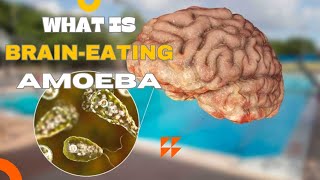 Brain Eating Amoeba Naegleria fowleri [upl. by Calvin]