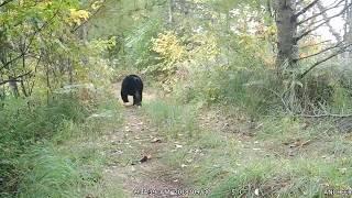 black bear chased by hounds this is how Wisconsin bear hunting looks like inhumane [upl. by Gabbert]