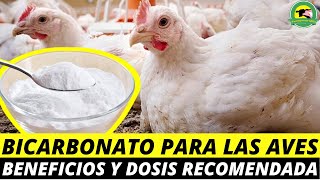 BICARBONATO Para Las Aves Beneficios Y Dosis [upl. by Inavihs800]