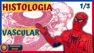 Aula  Histologia vascular  Histology Guide  13 [upl. by Ohare55]