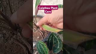 Calathea Plant Care calathea calatheaplant tropical plants shorts [upl. by Nosmas473]