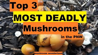 Top 3 Deadliest Mushrooms in the PNW [upl. by Nirrep]