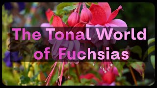 Fuchsias Made Easy a Fuchsia Plant Guide [upl. by Bred358]