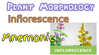 Inflorescence  Mnemonic [upl. by Eahsat]