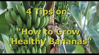 4 Tips on quotHow to Grow Healthy Organic Bananasquot with Brendon McKeon [upl. by Boardman885]