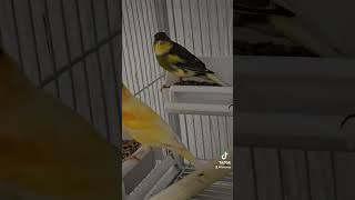 Canaries ❤️canarias fypシ゚viral fyp birds youtubeshorts shortvideos mustwatch viralvideos [upl. by Euqenimod]