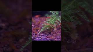 Easiest Shrimp to Keep and Breed Tangerine Tigers caridina shrimp tangerinetiger [upl. by Leicester169]