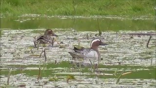 Garganey in The Netherlands [upl. by Stclair]