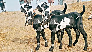 Bakra Mandi sahiwal ki update beetal cute bachy Altaf goat farm [upl. by Keller]