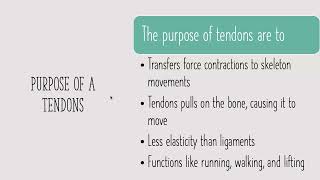 ligaments vs tendons [upl. by Drawe]