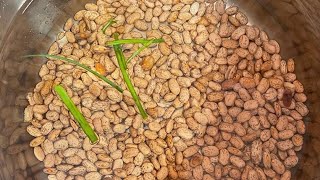 How to cookprepare your Beans for Haitian Rice [upl. by Sarchet279]