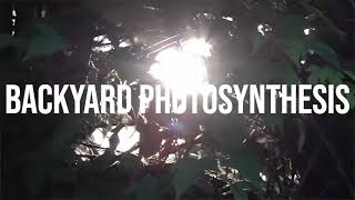 SEVNEO  BACKYARD PHOTOSYNTHESIS  DJ MIX [upl. by Euqirdor]