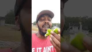 FIRST LSU GOLD FIG TASTE TEST  FOOD FOREST garden figs permaculture [upl. by Nnairak]