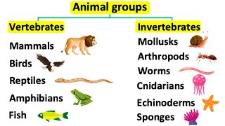 Animal groups  Vertebrates amp invertebrates [upl. by Fillender]