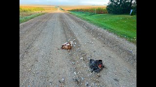 Free Range Chickens  The Problems With Free Ranging [upl. by Deehsar]