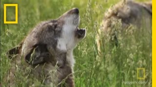 How Did Wolves Evolve  National Geographic [upl. by Alderman]