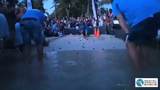 Hawksbill hatchlings release 27 june 2024 Blue bay Curacao [upl. by Adnicul]