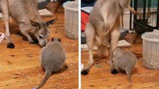 Cranky Bettong Tries To Fight With Kangaroos [upl. by Monsour]