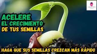 ¡Acelera la Germinacion de tus Semillas Descubre los Secretos [upl. by Aicelet677]