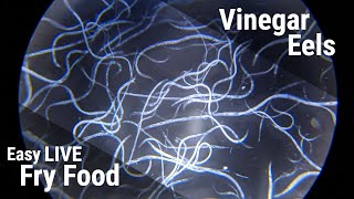 How To Culture Vinegar Eels For Fish Fry [upl. by Kaehpos]