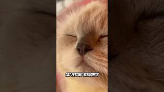 Cat Petting Blessings catshorts catpetting catlover catvideos catinfluencer [upl. by Aissela]