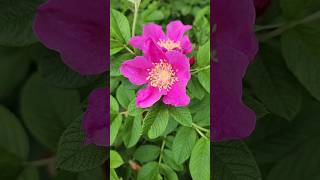 나무 해당화 꽃과 열매 Rosa rugosa 🌺 [upl. by Etnahs428]