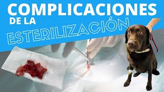 ¿COMPLICACIONES DE LA ESTERILIZACIÓN EN PERRAS 👩‍⚕️ Veterinario Online [upl. by Snevets]