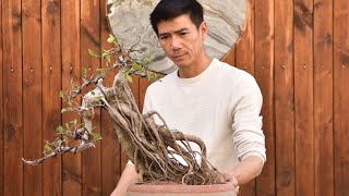 banyan tree bonsai【Record】 [upl. by Anerev152]