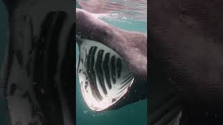 Basking Shark Eating plankton [upl. by Batchelor]