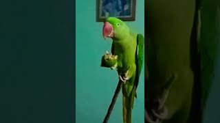 Mithu ko nind ayi 🤣😱👈funny parrot video parrotlover [upl. by Dibru443]