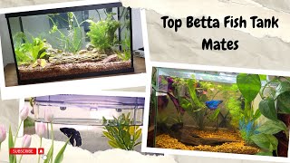 Top Betta Fish Tank Mates  Beta Tanks [upl. by Darnoc789]