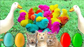 Catch Cute Chickens Colorful Chicken Rainbow Chicken Rabbits Cute Cat Duckling cute animal 1 [upl. by Rem764]