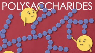 Polysaccharides the large carbohydrates you want to meet [upl. by Eskill]