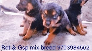 Meet the Rottweiler German Shepherd Mix Puppies 9703984562 [upl. by Ho16]