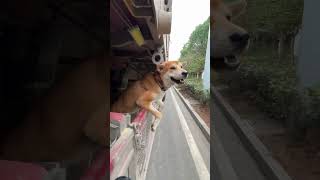 Two dogs who follow their owner all year round living on truck dogs ruraldog doglover [upl. by Schatz31]