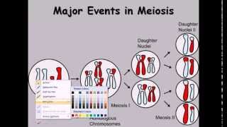 9 Meiosis cell division phases [upl. by Ermina]