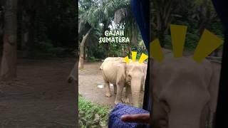 Ada Gajah Sumatera di Safari Journey [upl. by Atival941]