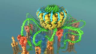 Type 4 secretion system i Assembly [upl. by Branscum21]